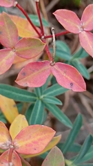 Euphorbia fragifera