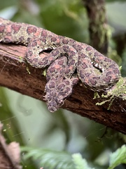 Bothriechis schlegelii