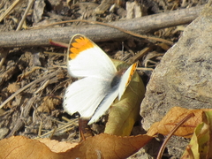 Colotis evagore