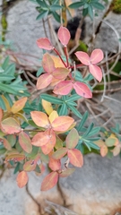 Euphorbia fragifera