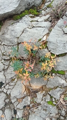 Euphorbia fragifera
