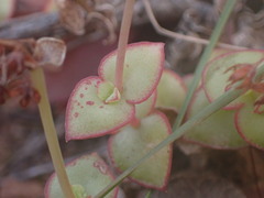 Crassula pellucida