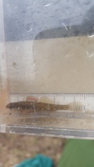 Etheostoma microperca