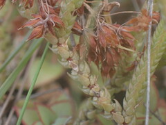 Crassula muscosa