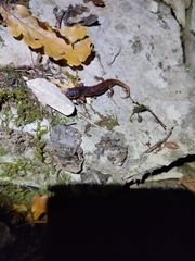 Speleomantes italicus