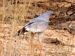 Melierax canorus argentior
