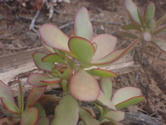 Crassula cultrata