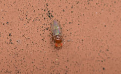 Drosophila simulans