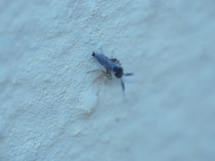 Forcipomyia