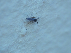 Forcipomyia