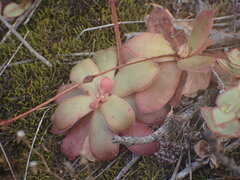 Crassula orbicularis