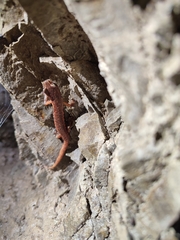 Speleomantes italicus