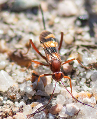 Compsocryptus texensis