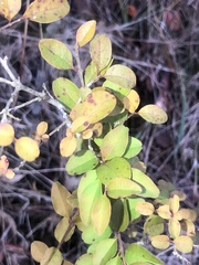 Ligustrum sinense