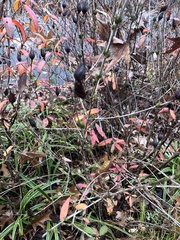 Hypericum prolificum