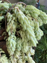 Sedum morganianum