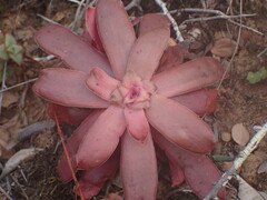 Crassula orbicularis