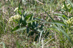 Asclepias viridis