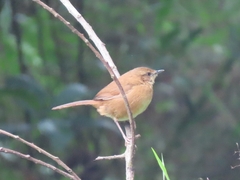 Bradypterus cinnamomeus