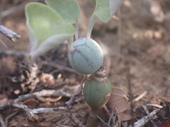 Baculellum articulatum