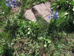 Agapanthus campanulatus