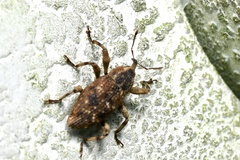 Mechistocerus