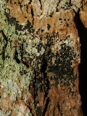 Opegrapha
