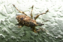 Mechistocerus