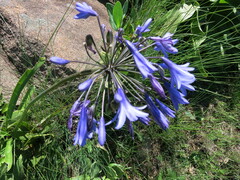 Agapanthus campanulatus