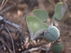 Baculellum articulatum