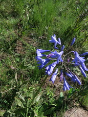 Agapanthus campanulatus
