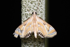 Eoophyla