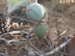 Baculellum articulatum
