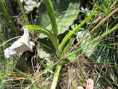 Agapanthus campanulatus