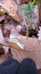 Arion fasciatus