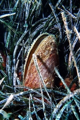 Pinna nobilis