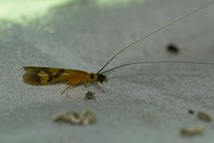 Macrostemum capense