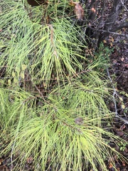 Pinus taeda