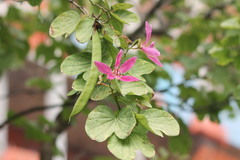 Bauhinia purpurea