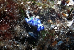 Lamprohaminoea ovalis