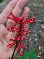 Odontonema