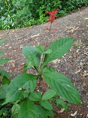 Odontonema