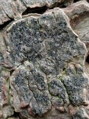 Pseudoschismatomma rufescens