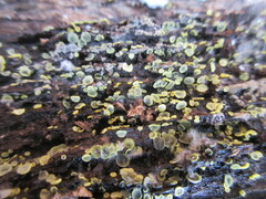 Chlorosplenium chlora