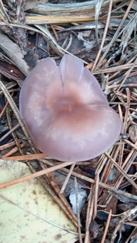 Mala koturnica (Collybia sordida)