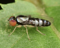 Bertamyia notata