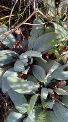 Stachys byzantina
