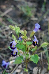 Torenia fournieri