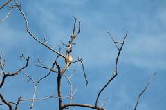 Pycnonotus conradi