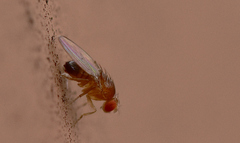 Drosophila simulans